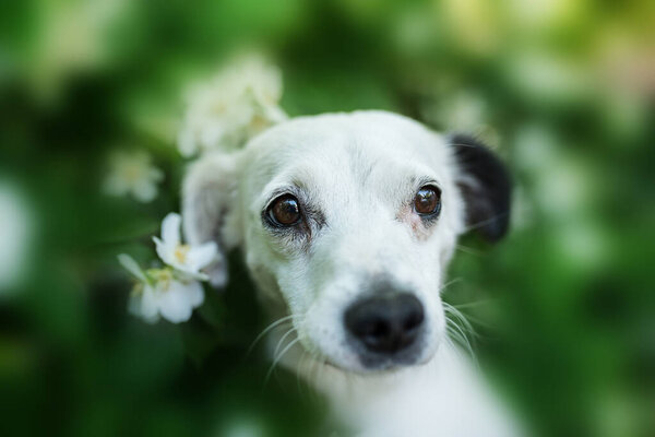 Little cross breed dog in a garden