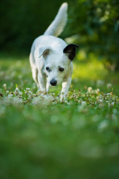 Маленькая Собачка Кросс Лугу — стоковое фото
