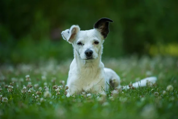 Malý Kříženec Plemenný Pes Ležící Zelené Jetelové Louce Zahradě — Stock fotografie