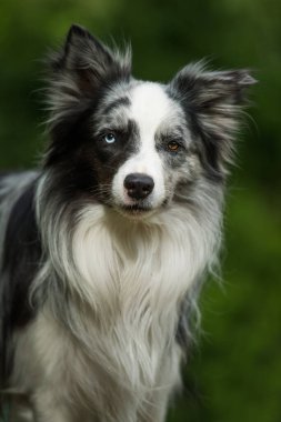 Bahçedeki Border collie