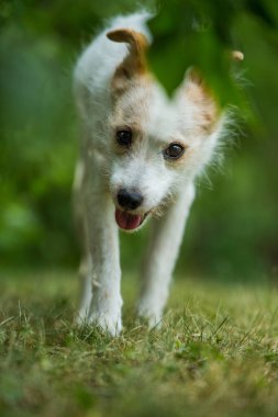 Bahçede yürüyen melez bir köpek
