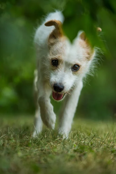 Stary Pies Krzyżowy Spacerujący Ogrodzie — Zdjęcie stockowe