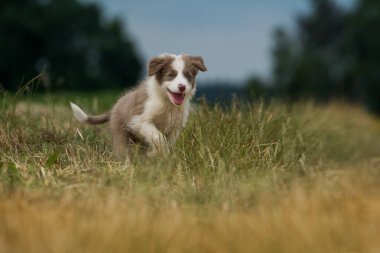 Kenar mahallede doğa geçmişi olan bir çoban köpeği.