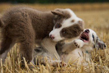 İnce bir alanda çoban köpeği yavruları
