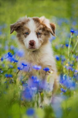 Çiçek tarlasında çoban köpeği.