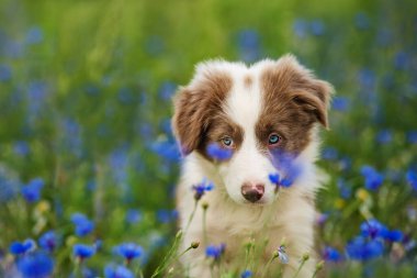 Çiçek tarlasında çoban köpeği.
