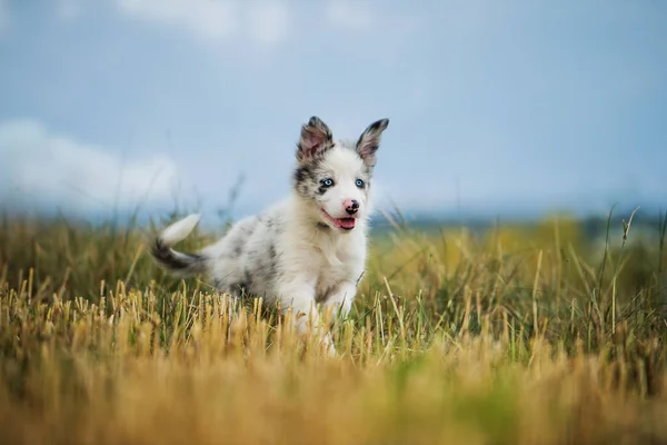 강아지 — 스톡 사진