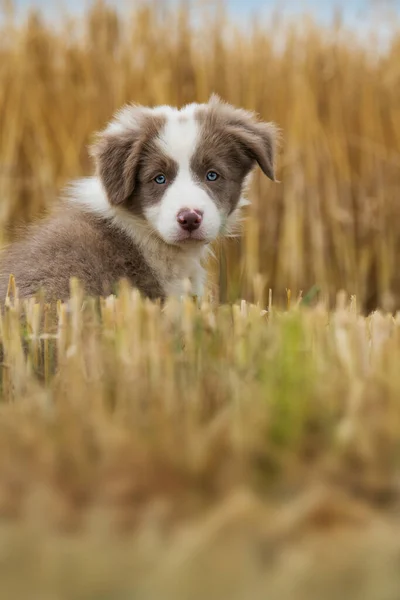 Grens Collie Puppy Een Stoppelveld — Stockfoto
