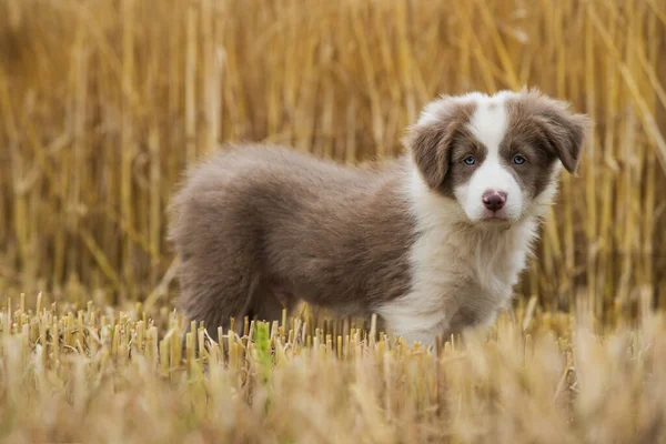 Gräns Collie Valp Stubblefield — Stockfoto