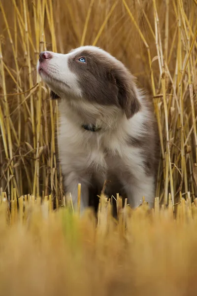 Gräns Collie Valp Stubblefield — Stockfoto