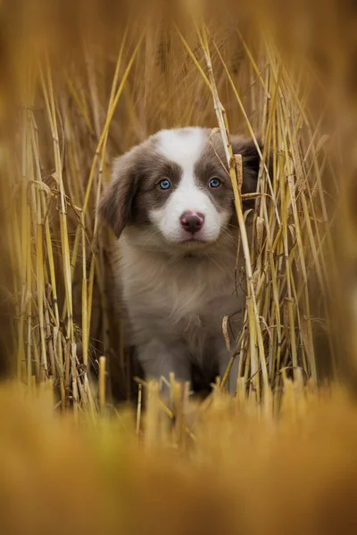 Confine Collie Cucciolo Stubblefield — Foto Stock