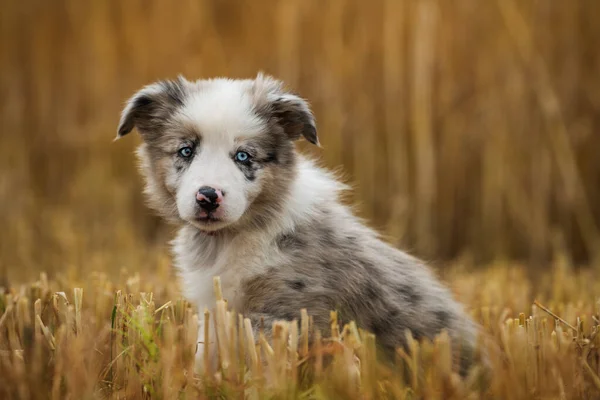 Border Collie Puppy Stubblefield — Stock Photo, Image