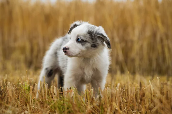 Border Collie Szczeniak Zaroślach — Zdjęcie stockowe