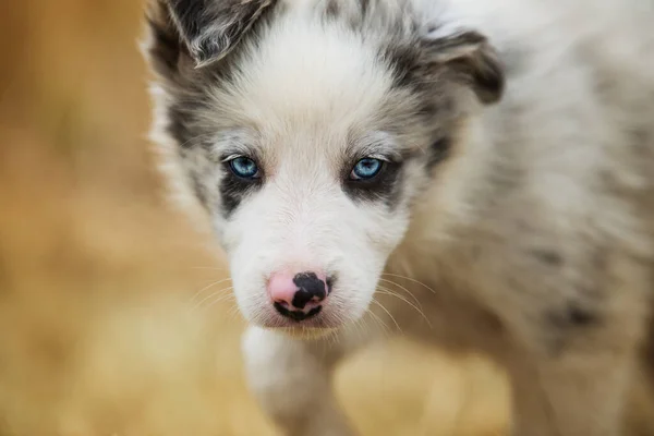 Grens Collie Puppy Een Stoppelveld — Stockfoto
