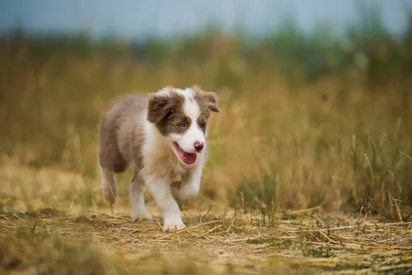 Fronteira Collie Uma Pista Com Fundo Natureza — Fotografia de Stock