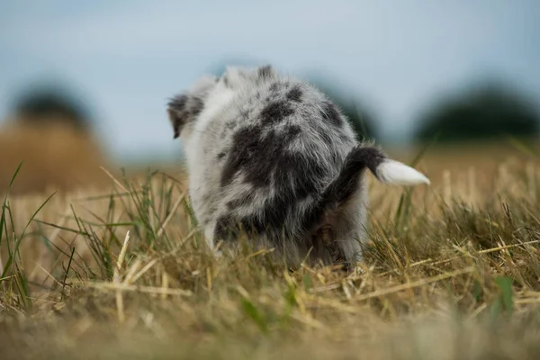 Frontera Collie Carril Con Fondo Natural —  Fotos de Stock