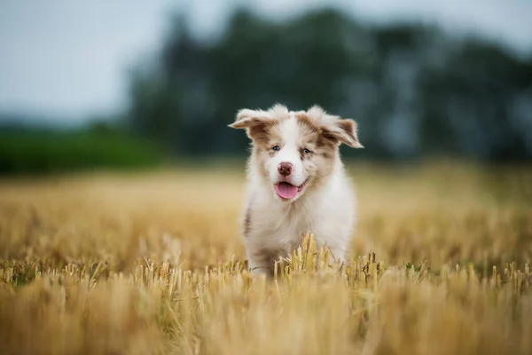 Border Collie Welpe Auf Einem Stoppelfeld — Stockfoto