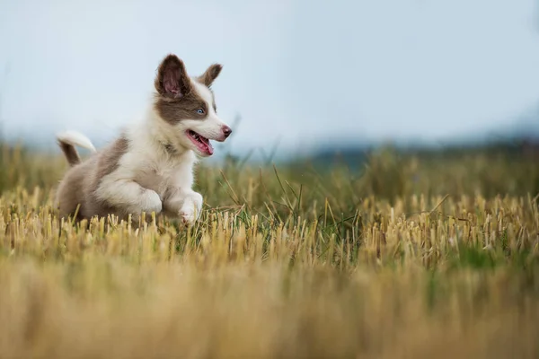 Frontera Collie Cachorro Stubblefield — Foto de Stock