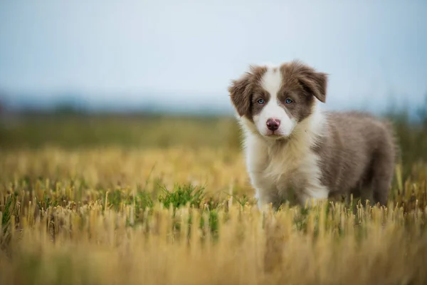 Grens Collie Puppy Een Stoppelveld — Stockfoto