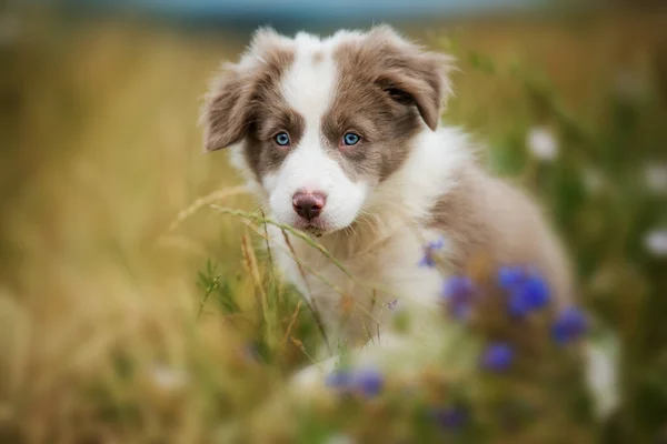 Frontera Collie Cachorro Prado Flores —  Fotos de Stock