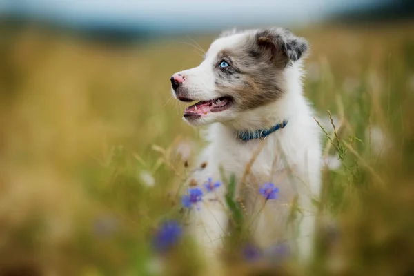 Border Collie Puppy Een Bloem Weide — Stockfoto