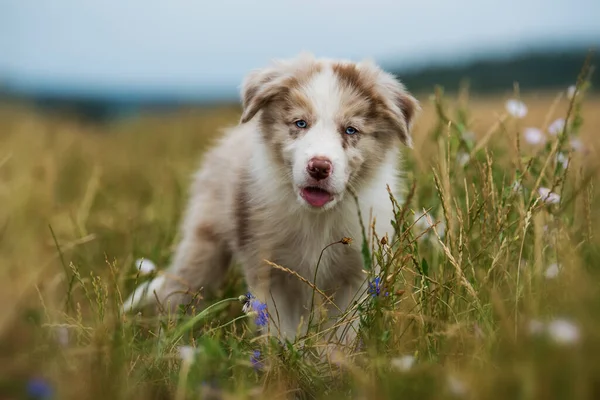 Border Collie Puppy Een Bloem Weide — Stockfoto
