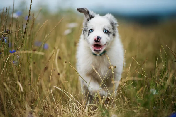 Frontera Collie Cachorro Prado Flores —  Fotos de Stock