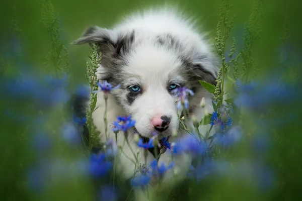 Grens Collie Puppy Een Korenbloem Weide — Stockfoto