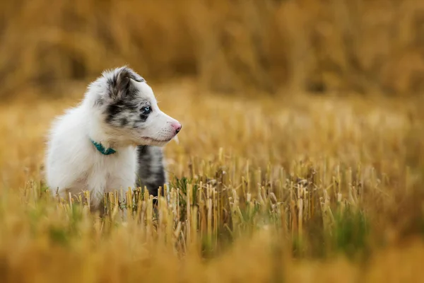 Nce Bir Alanda Çoban Köpeği — Stok fotoğraf