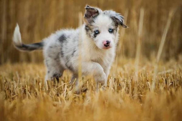 Border Collie Chiot Dans Champ Stubblefield — Photo