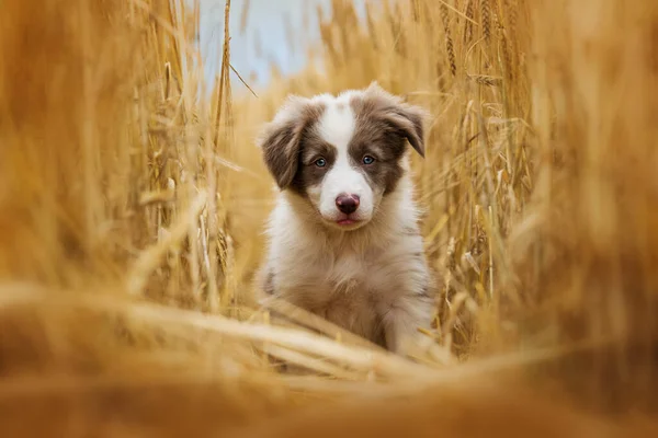 ชายแดนล Collie ในท งหญ — ภาพถ่ายสต็อก