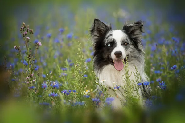 Adult Border Collie Sitting Corn Flower Field Looking Camera — Stockfoto