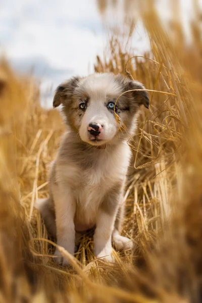 Border Collie Chiot Dans Champ Stubblefield — Photo