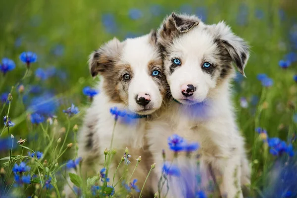 Border Collie Puppies Cornflower Field — Stock Photo, Image