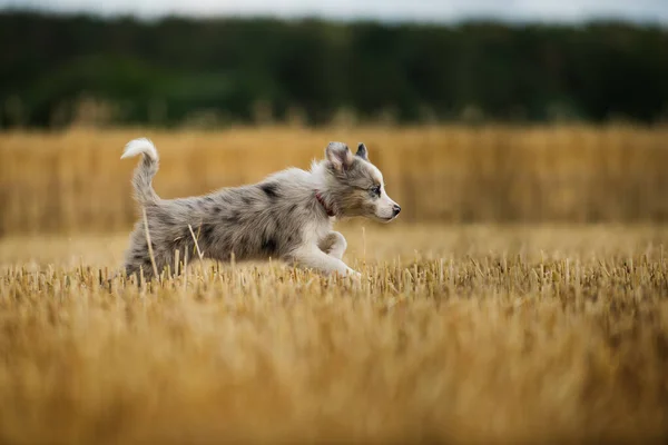 Cachorrinho Collie Fronteira Stubblefield — Fotografia de Stock