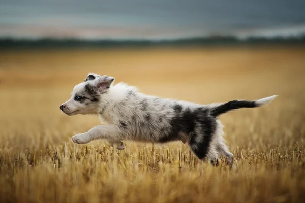 Grens Collie Puppy Een Stoppelveld — Stockfoto