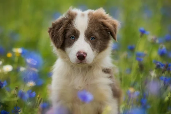 コーンフラワー畑でのボーダーコリー子犬 — ストック写真