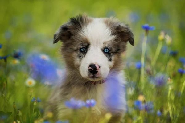 コーンフラワー畑でのボーダーコリー子犬 — ストック写真