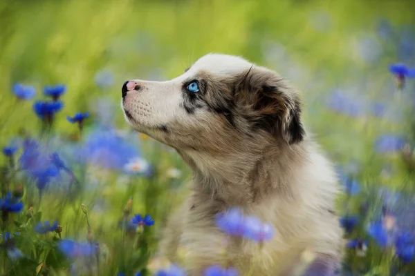 Gräns Collie Valp Blåklint Fält — Stockfoto