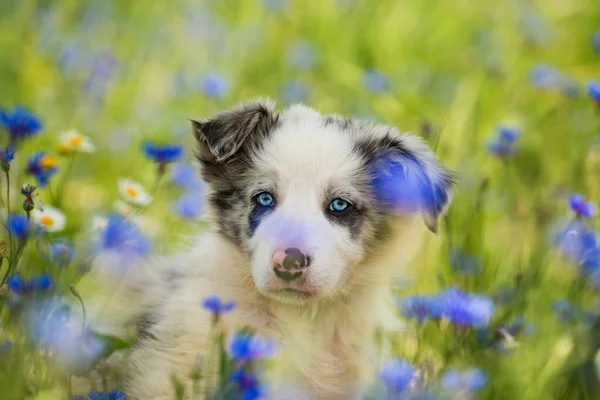 Grens Collie Puppy Een Korenbloemenveld — Stockfoto
