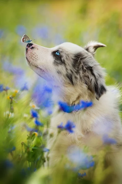 Border Collie Puppy Butterfly Cornflower Field — Stockfoto