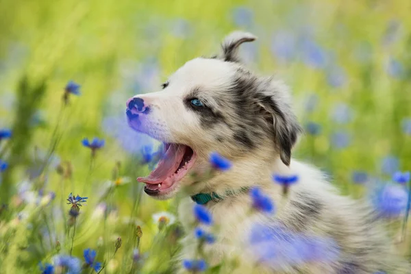 Cachorrinho Collie Fronteira Campo Cornflower — Fotografia de Stock