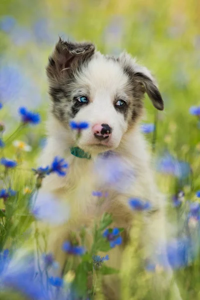 コーンフラワー畑でのボーダーコリー子犬 — ストック写真