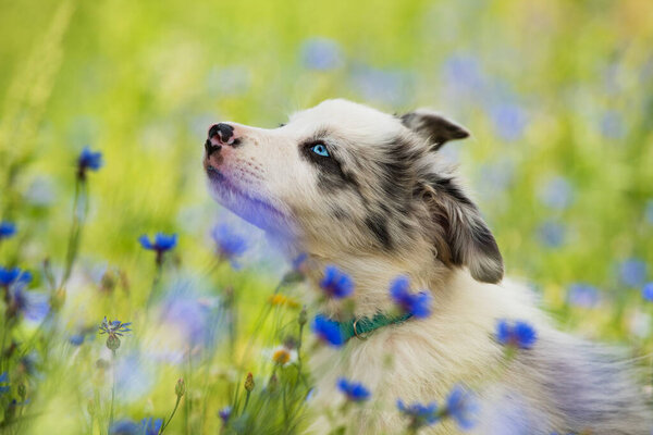 Border collie puppy in a cornflower field