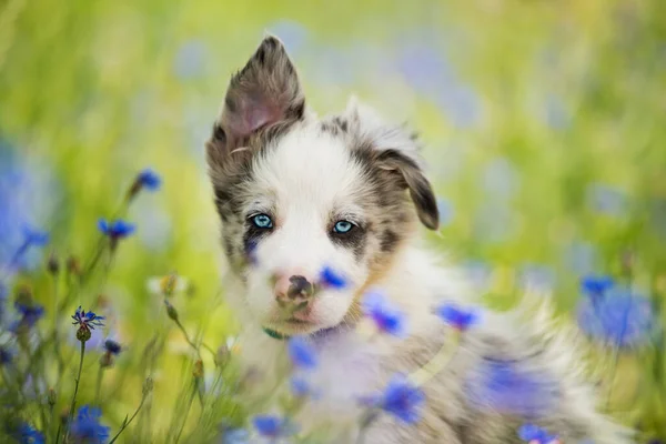 コーンフラワー畑でのボーダーコリー子犬 — ストック写真