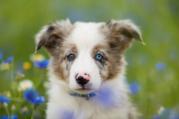 Border Collie Puppy Cornflower Field — Stock Photo, Image