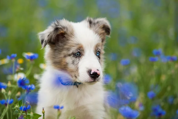 Grens Collie Puppy Een Korenbloemenveld — Stockfoto