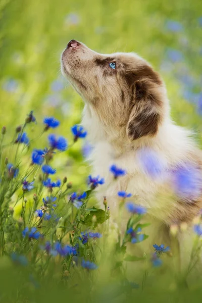 コーンフラワー畑でのボーダーコリー子犬 — ストック写真