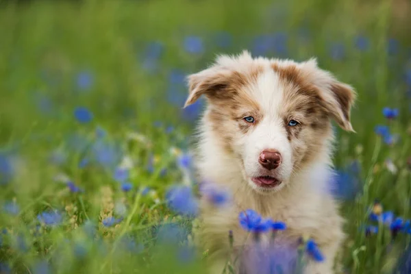 コーンフラワー畑でのボーダーコリー子犬 — ストック写真