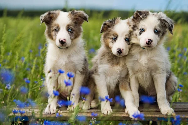 Border Collie Puppies Cornflower Field — стоковое фото